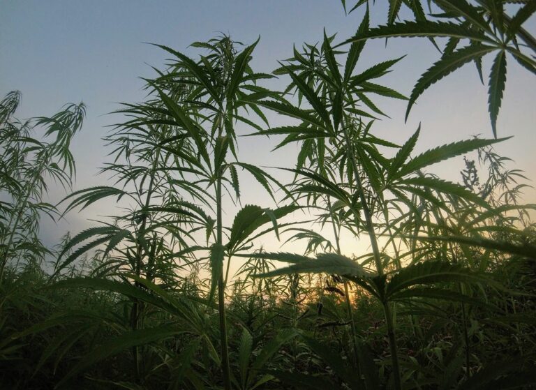 Terpeni e fitocomplessi